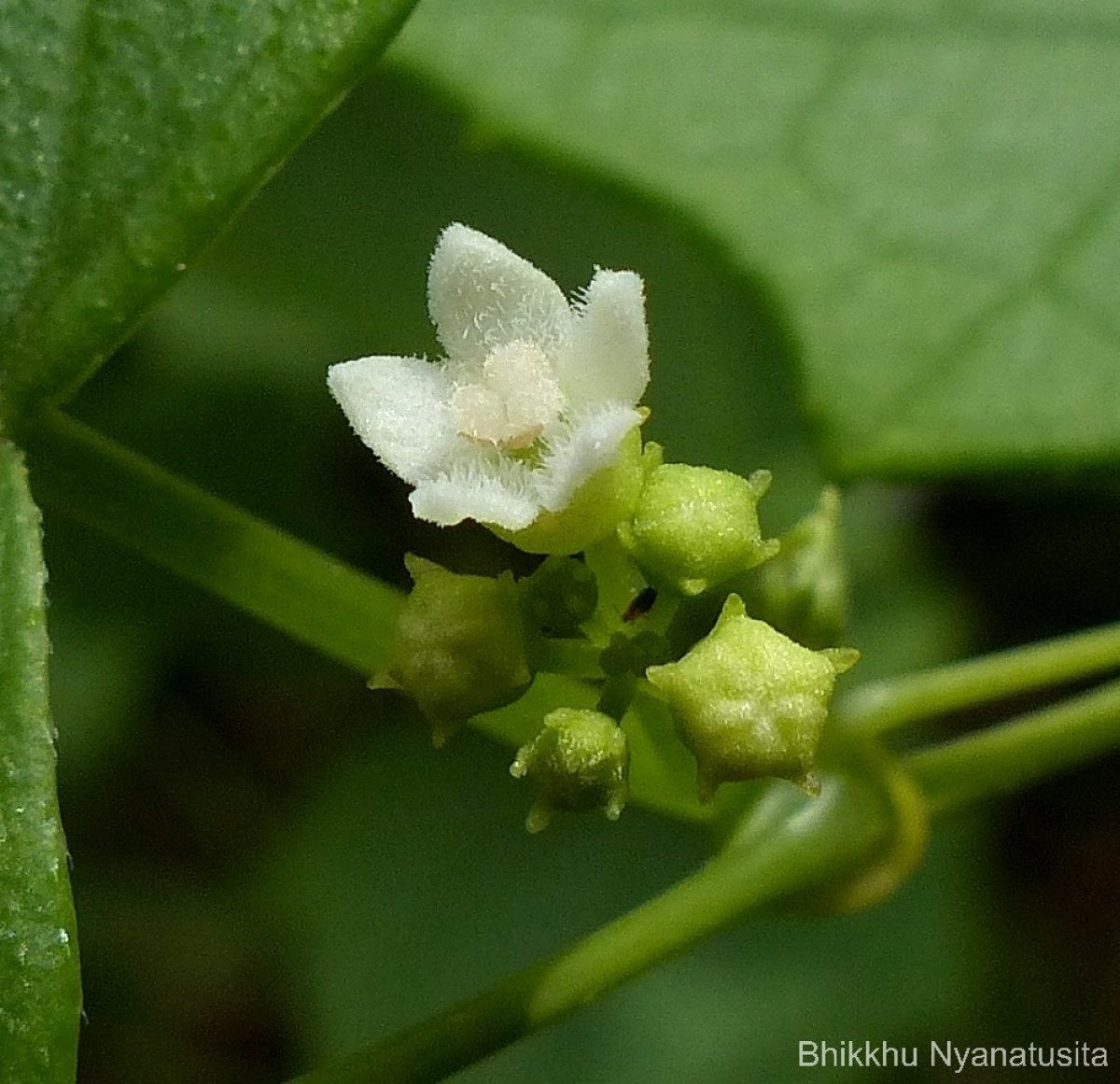 Zehneria bodinieri (H.Lév.) W.J.de Wilde & Duyfjes